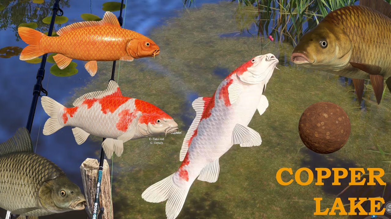Kohaku Ogon & F1 carp copper lake | Russian Fishing 4 #51