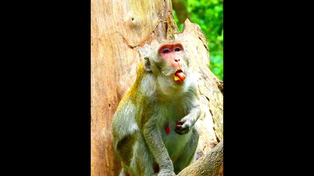 Pity Monkey's Wildlife 198