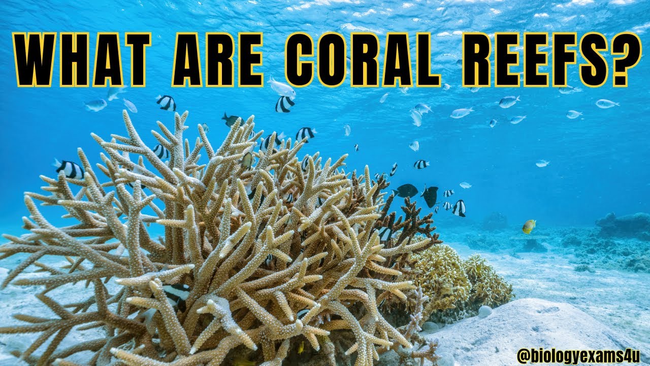 What are Coral Reefs? | Types of Coral Reefs | Why are coral reefs so important? | Coral Bleaching