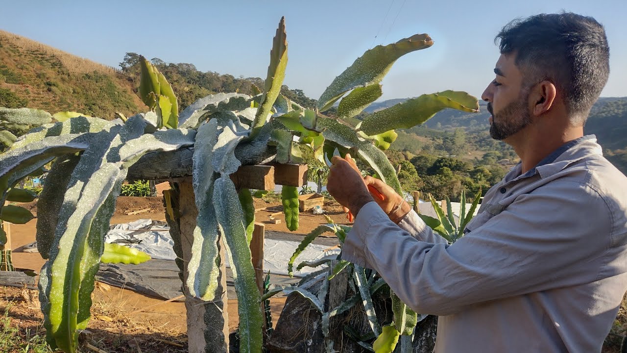 Como fazer a poda na pitaya.