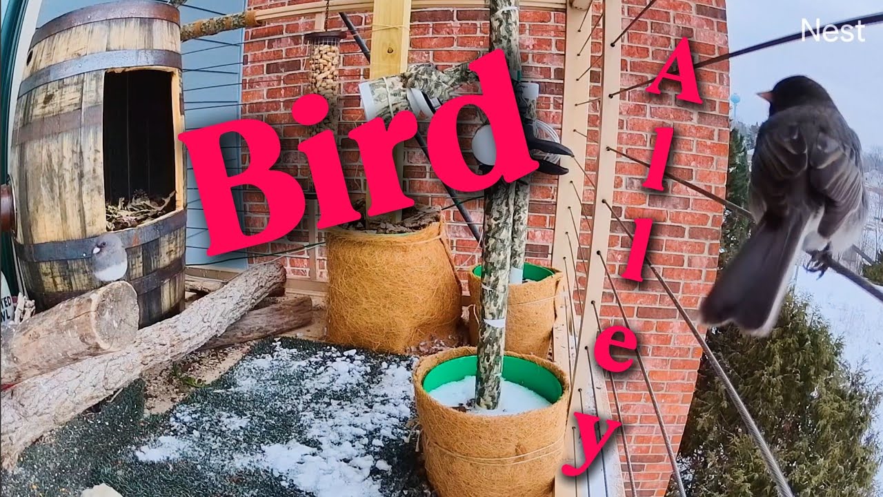 Bird Alley