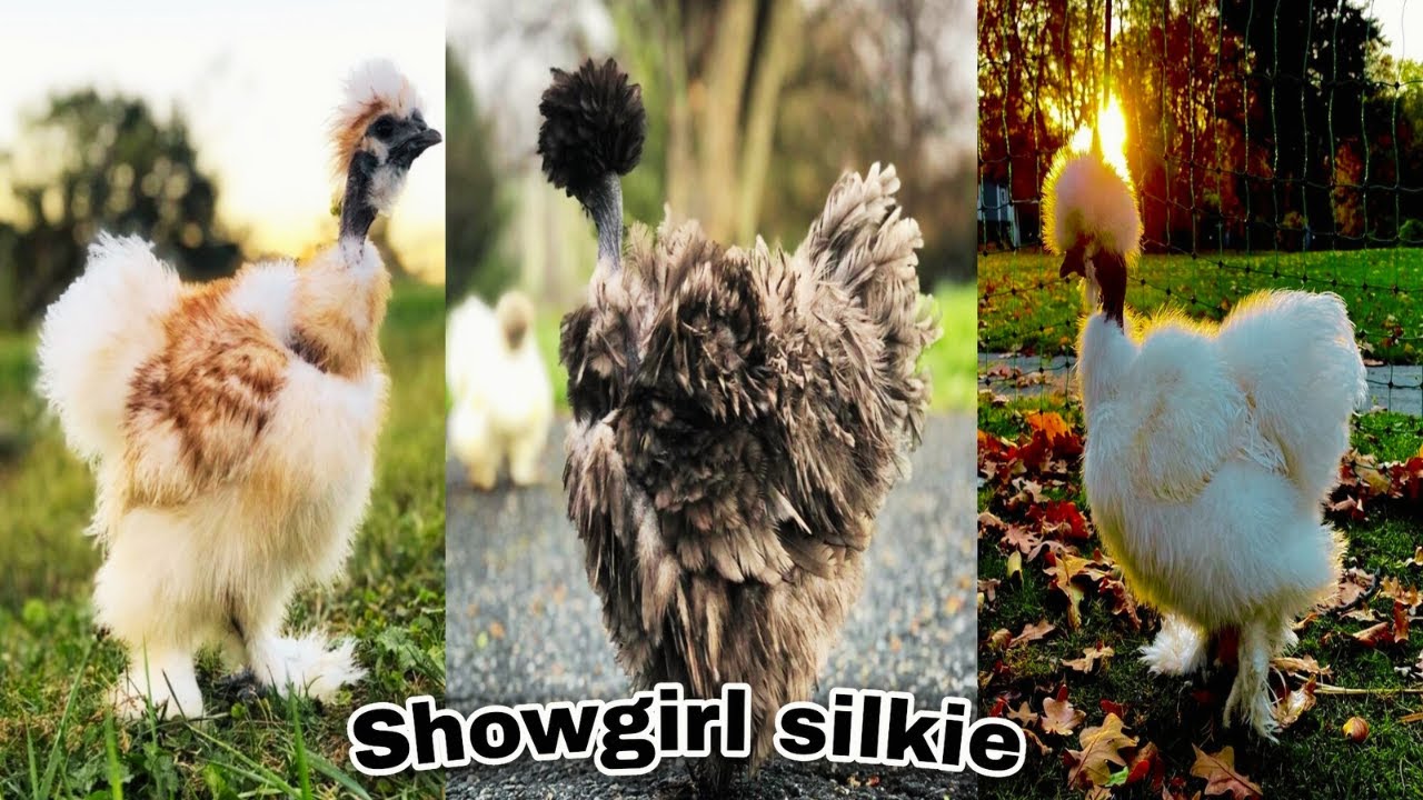 showgirl silkie | blue showgirl silkie | frizzle showgirl silkie | Showgirl silkies | silkie chicken