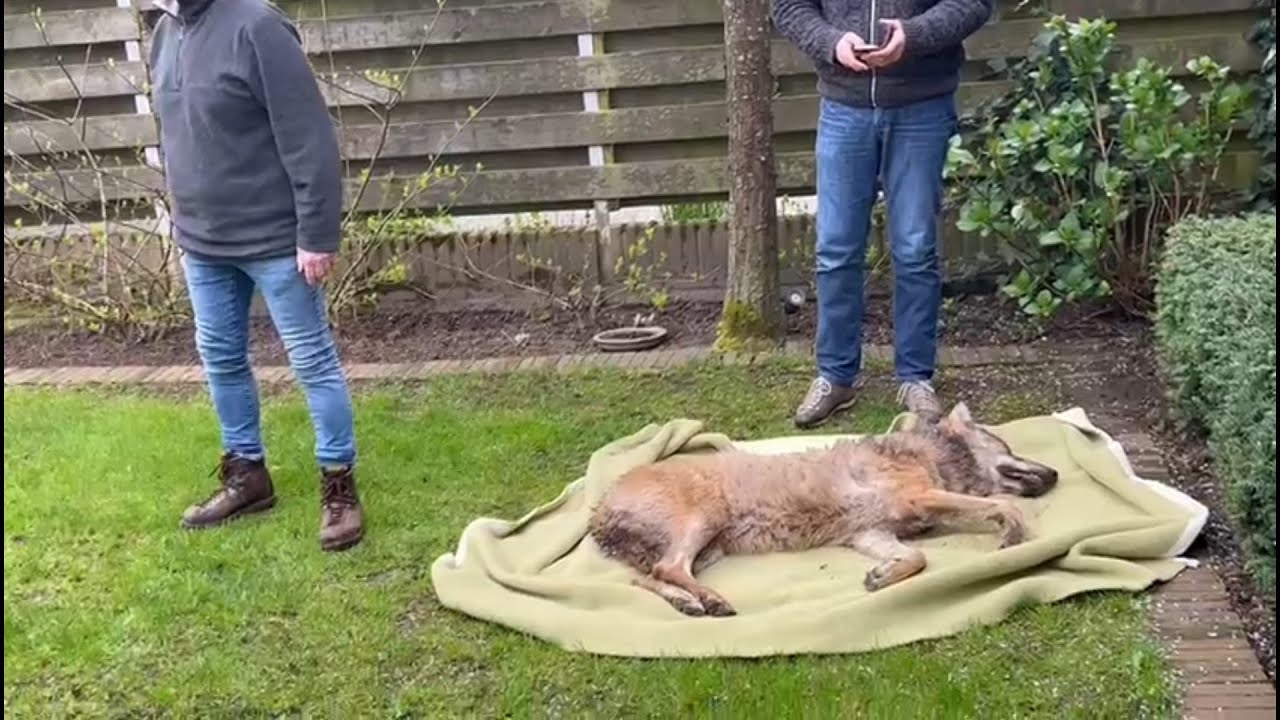Wolf wordt in woonwijk Doetinchem gevangen
