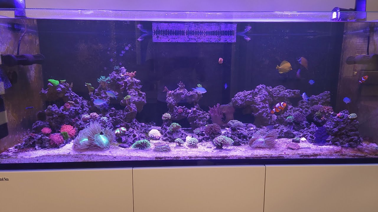 Ep. 01 Redsea reefer 525 G2 saltwater tank and Corals update