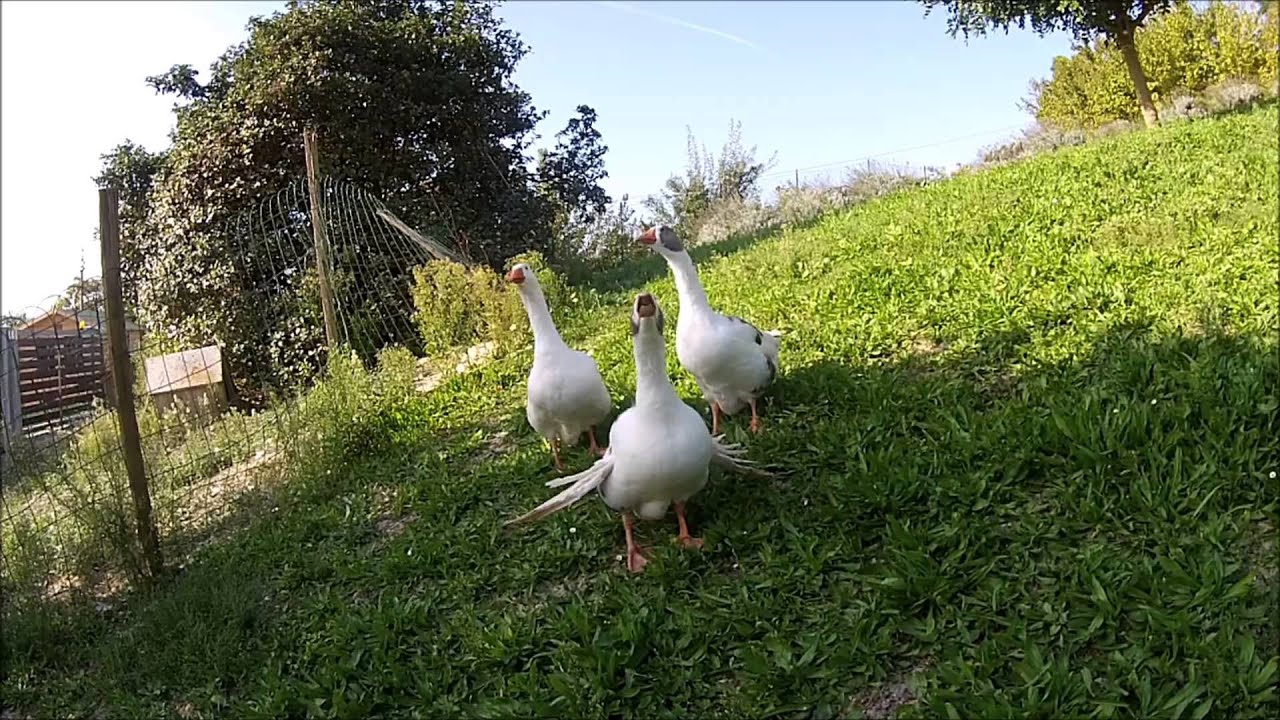 Azienda agricola Montedago dal drone!