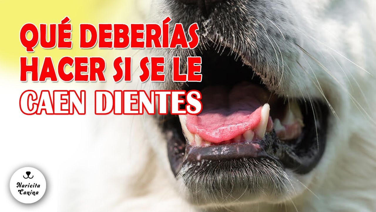 Por qué a tu perro se le CAEN LOS DIENTES