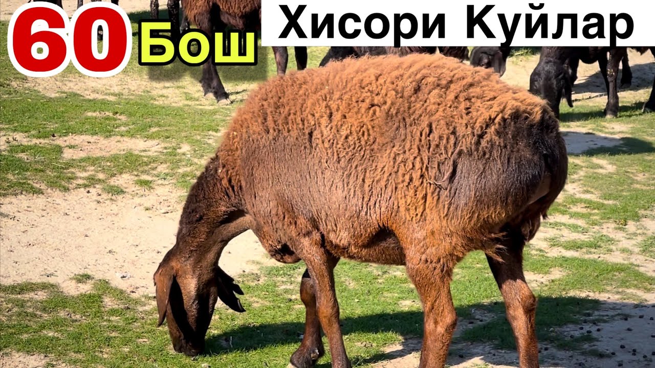 Каштан Хисорилар! ☎️+998 99 098 9325 ☎️+998 991549411