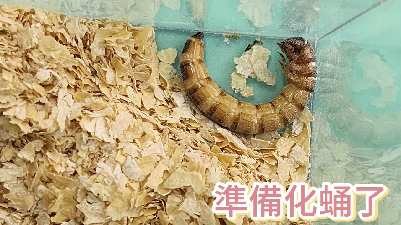 大麥蟲化蛹