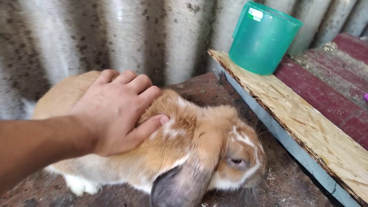 სიახლე მეურნეობაში♥️