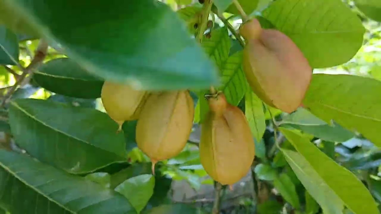 My melon 🍈 😍 tree has fruit on it. I invite you to take a look. The rest of my plants are doing well