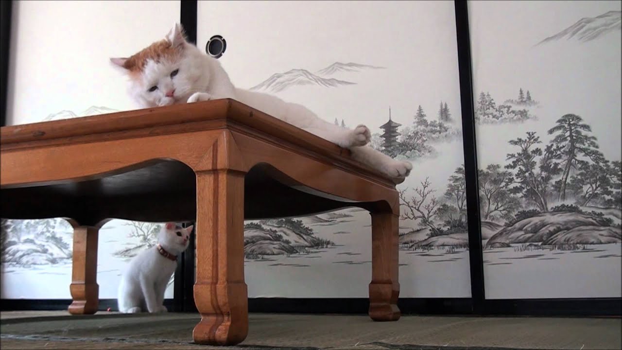 テーブルの上でしっぽでみみを遊ばせるしろ