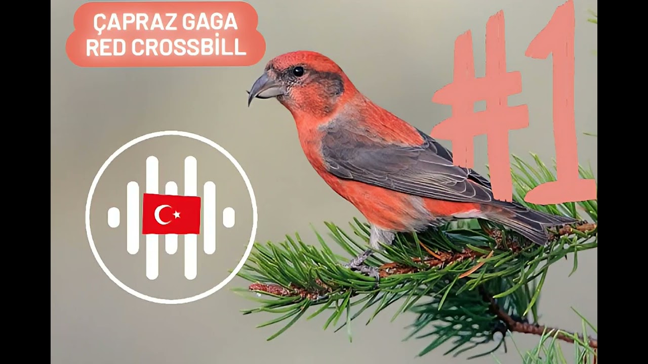 ÇAPRAZ GAGA-(RED CROSSBİLL) DOĞANIN FARKLI SESLERİNDEN