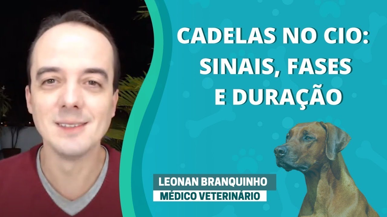 Cadelas no CIO: Sinais, Fases e Duração