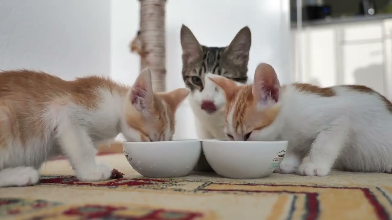 ۱۴ دسامبر ۲۰۲۵