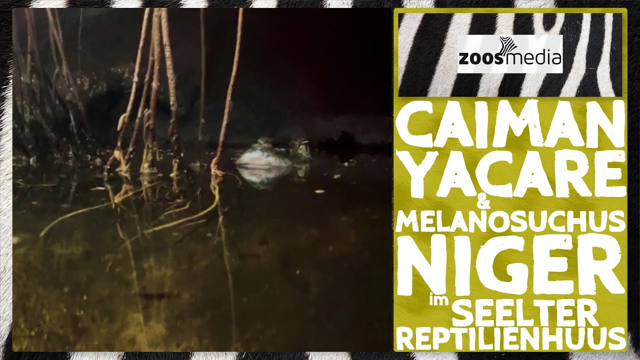 Seelter Reptilienhuus: Besondere KAIMANE | zoos.media