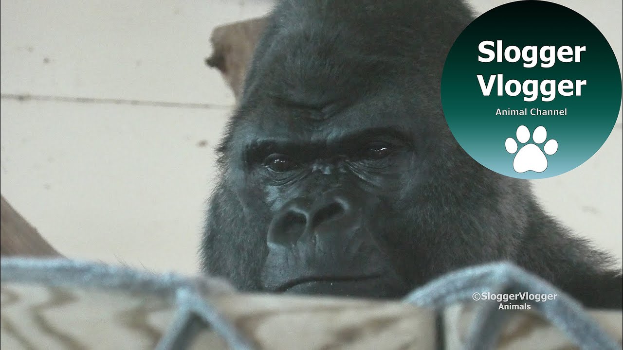 Gorilla Asante Dodges Silverback Oumbi