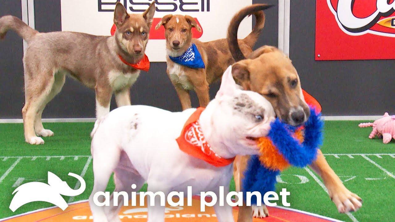 Meet the 2026 Pupularity Playoffs Pups! | Puppy Bowl | Animal Planet