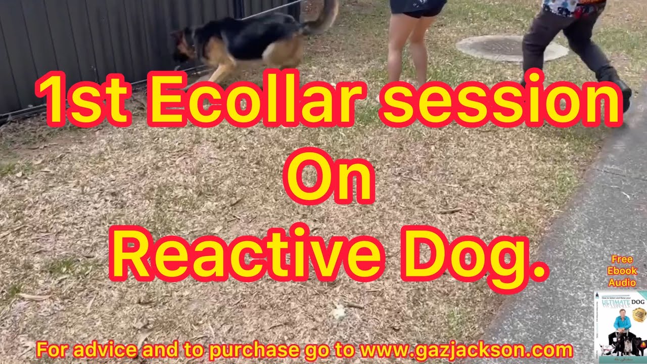 EP 171. 1st session on a Ecollar with reactive German Shepherd