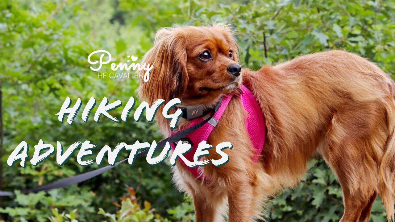 Cavalier King Charles spaniel Hiking Adventure | Mountain Trekking w/DOG | Nature Trail | VLOG | Fun