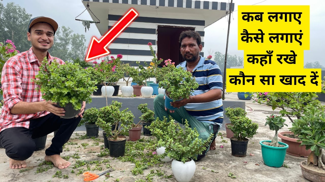 जेड प्लांट कटिंग को जल्दी घना कैसे करे ? Jade Plant Propagation And Care Tips