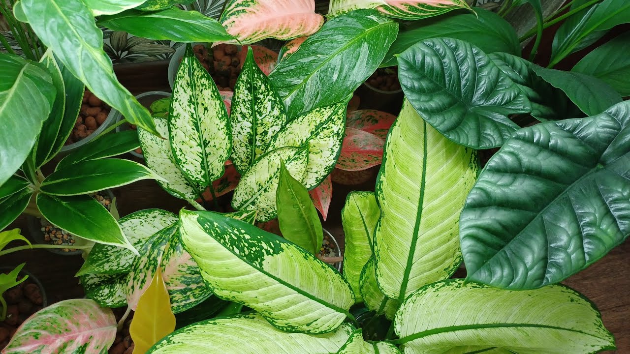 Комнатные растения🌹🌿🌹🌿🌹 Продолжение обзора👋😉