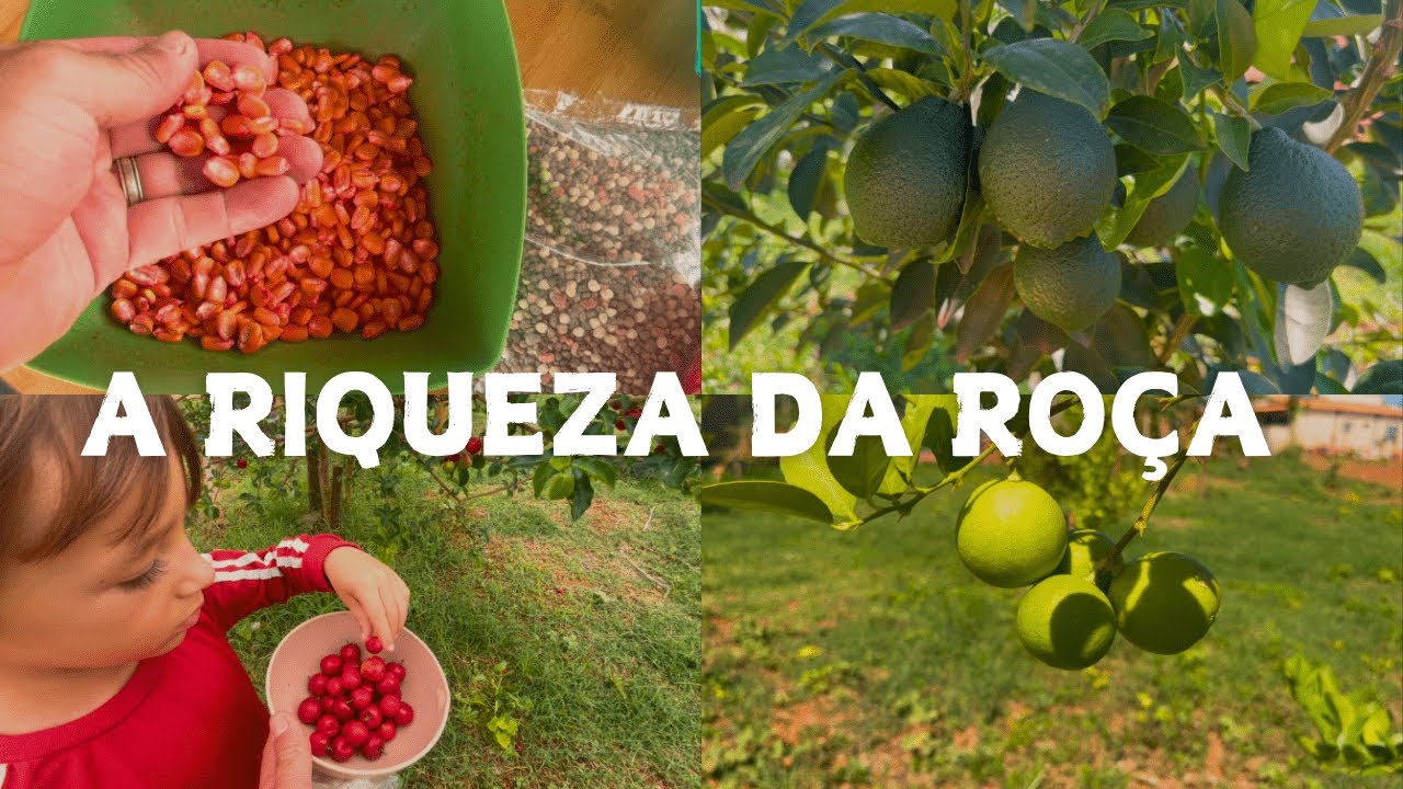 PLANTIO DE MILHO E MANDIOCA E COLHENDO FRUTAS NA CHÁCARA | SÍTIO DO ZERO