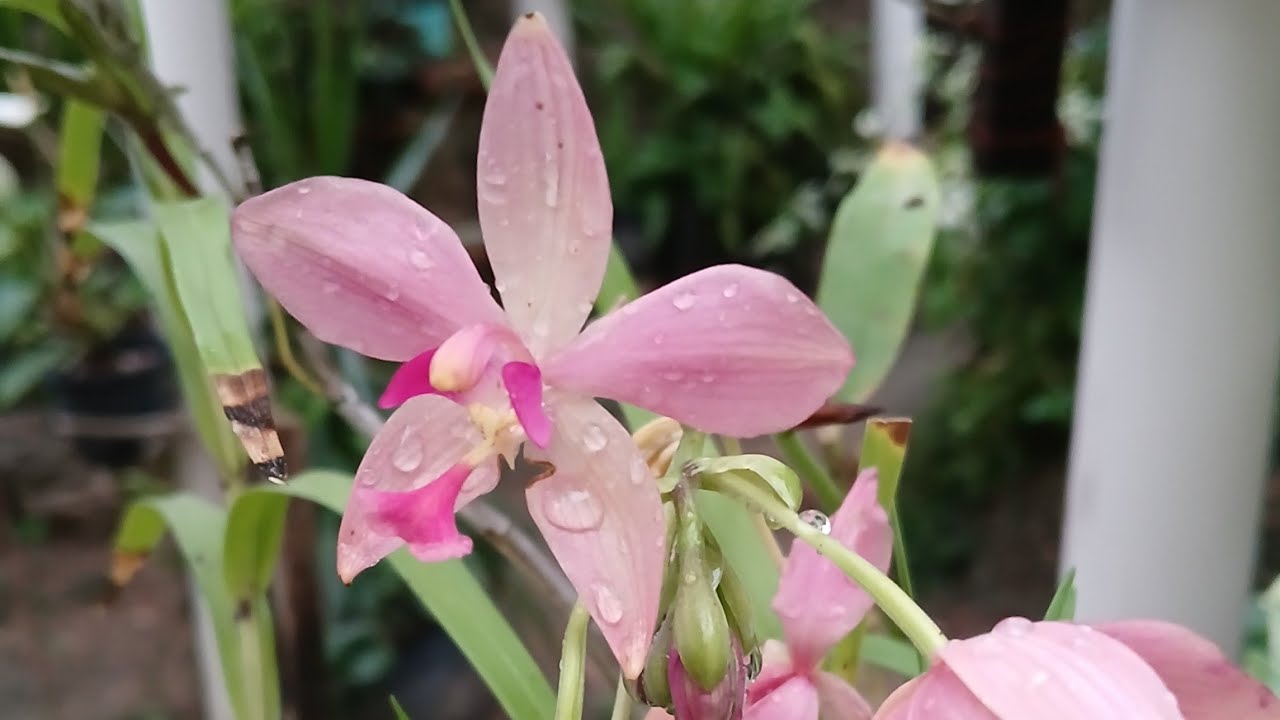 🔴 Cultivo de Orquidea no Sol 🌞 