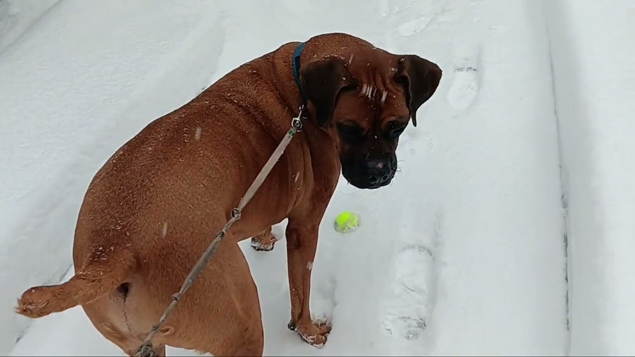 Boxer playing in the snow