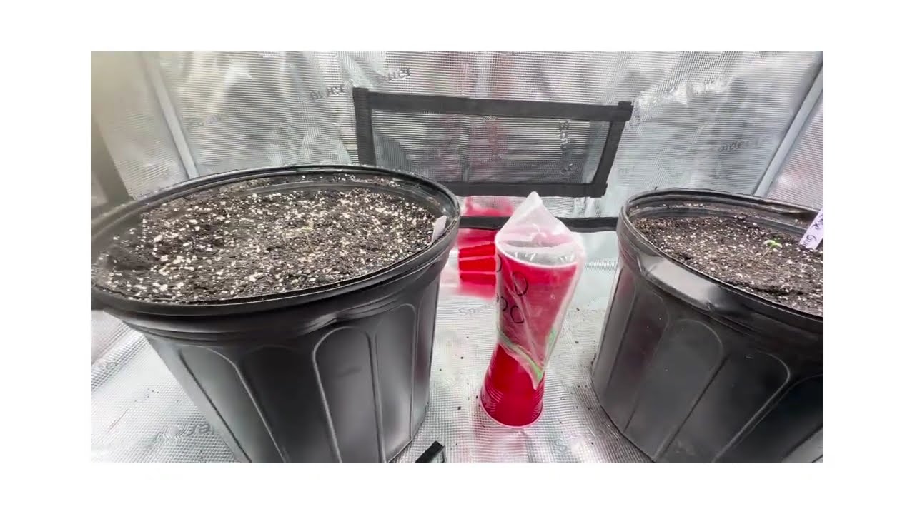Tent Growing Moonbeam x Grease Gun series part 1