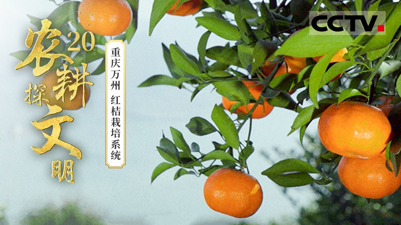 《农耕探文明》20 重庆万州：重庆万州藏着个“世界红桔基因库” 这里的石头缝里都能种出桔子——红桔栽培系统【CCTV纪录】
