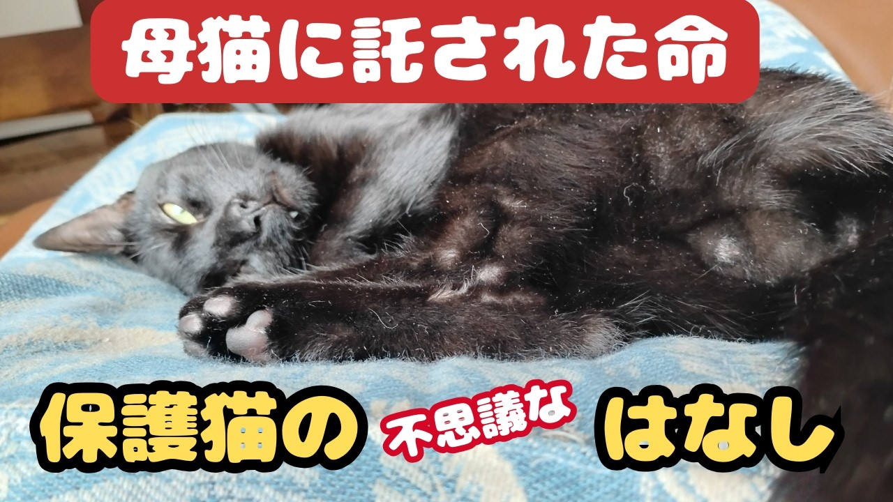 【1匹だけ現れた子猫】その理由はもしかして・・・・。猫では数％の確率でしか起こらないらしいこと。放置していたらどうなっていたかと思うと、ぞっとします。