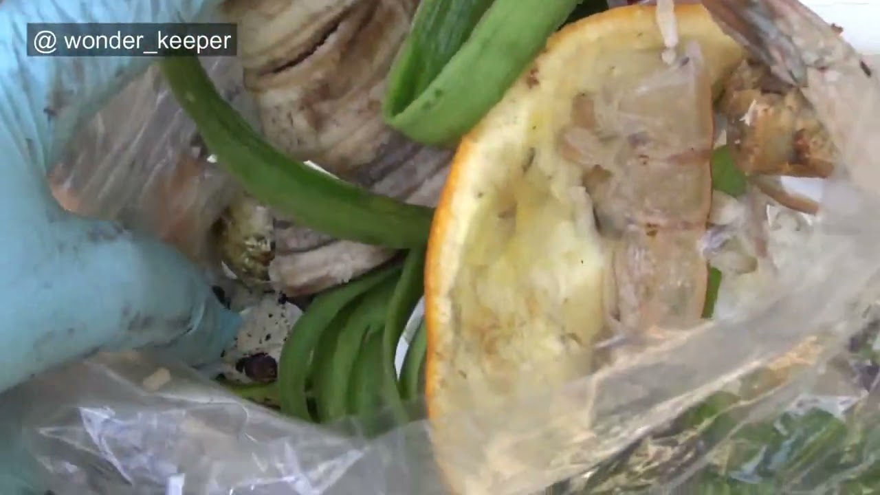 Making Biochar at Home, Enrichment Soil with Kitchen Waste