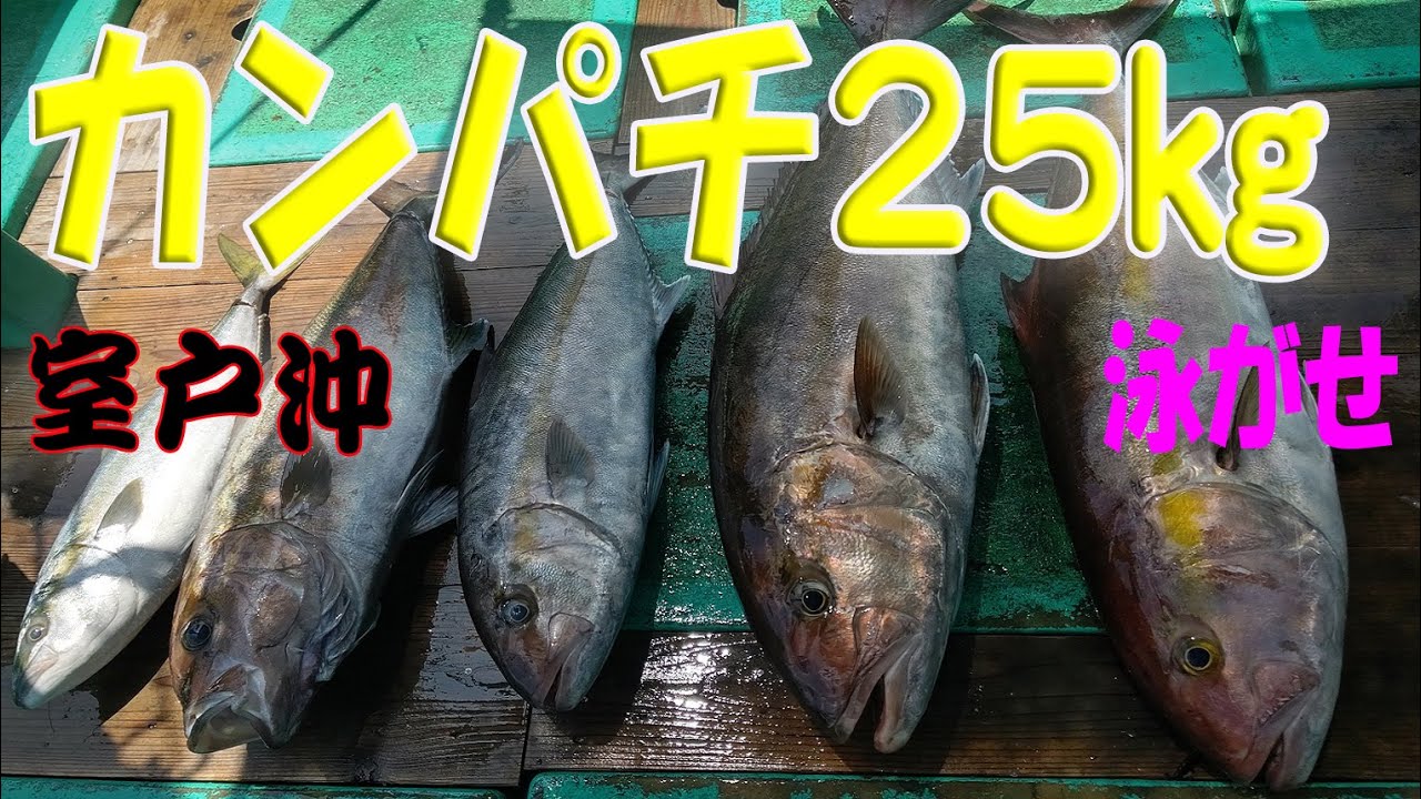 高知　室戸　結衣丸　カンパチ２５ｋｇ