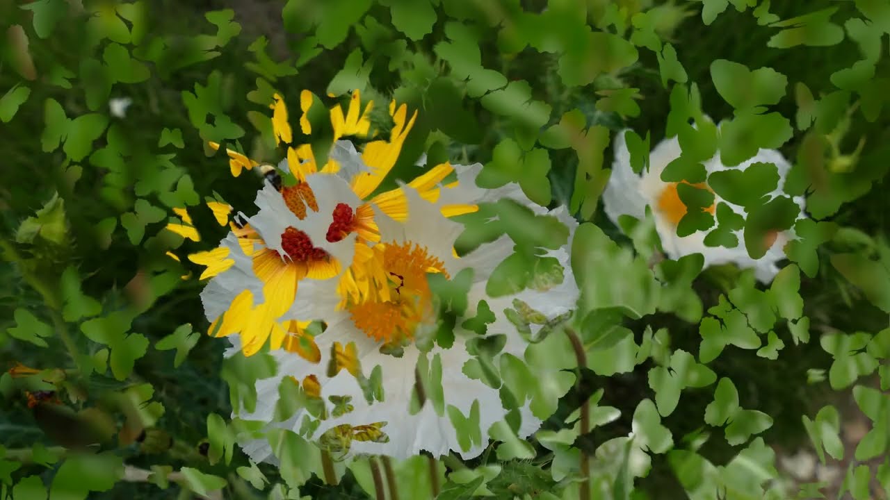 My America Colorado Denver Botanic Gardens 3