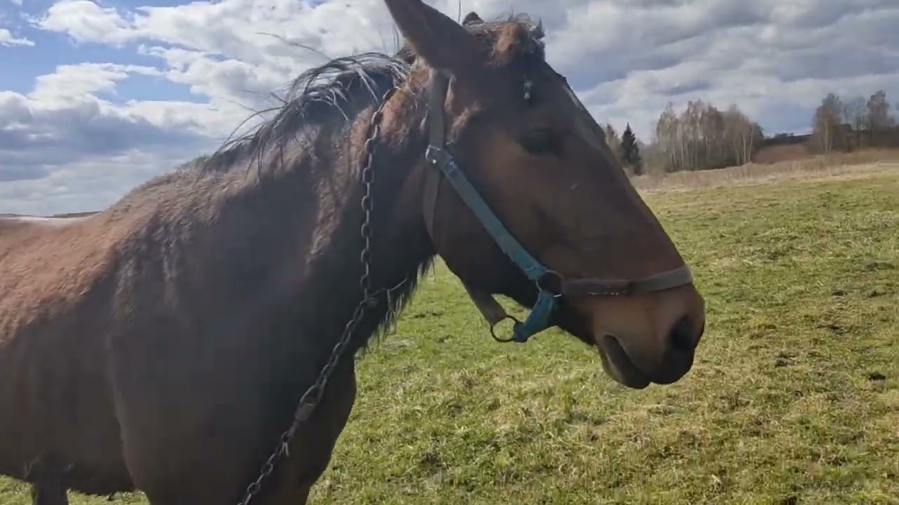 👉Мал золотник 🐴да дорак💸👈