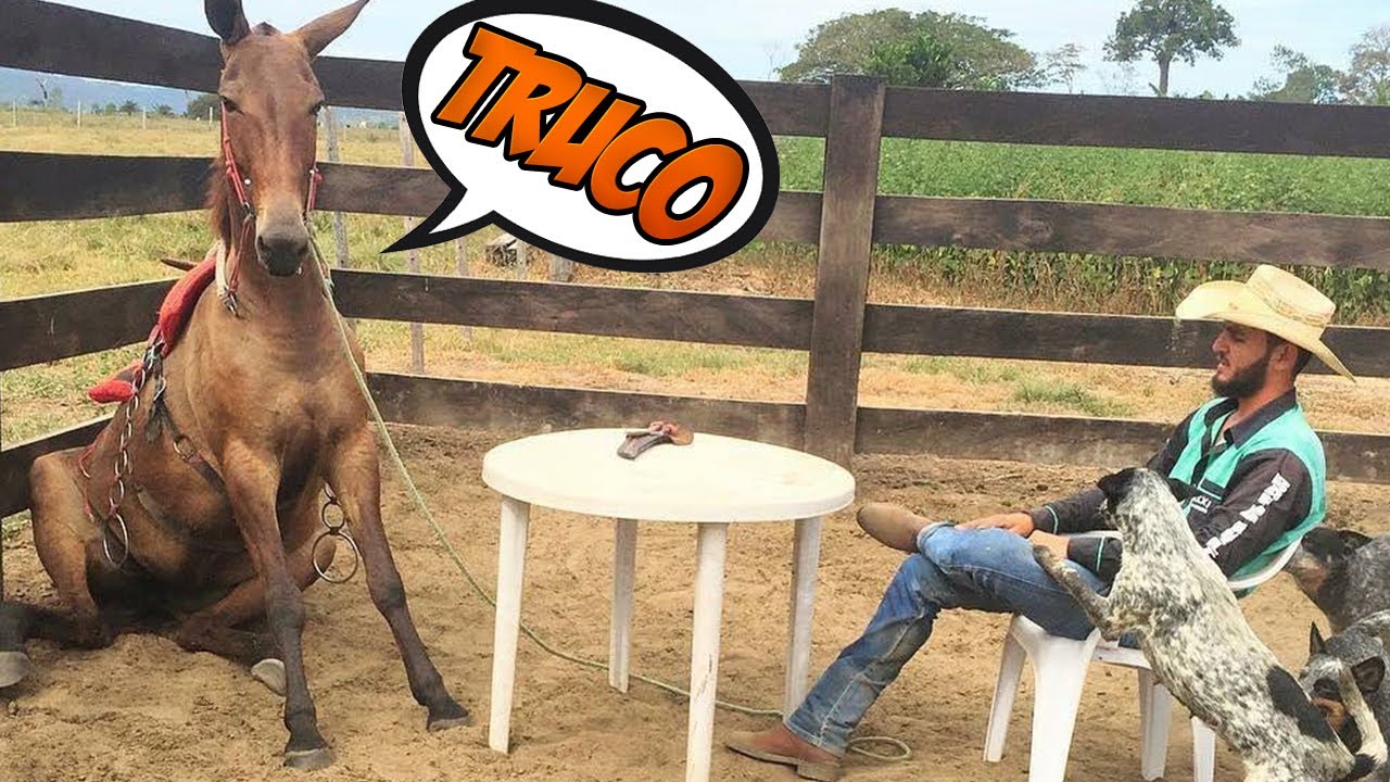 Animais da Roça 🐴 Espertos, Inteligentes e Engraçados
