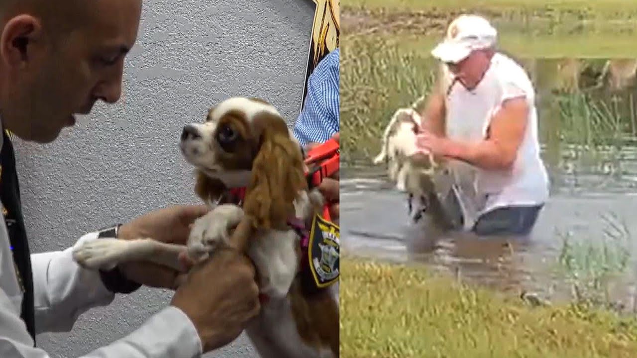 Puppy That Was Snatched From Gator’s Jaws Is Now a Cop