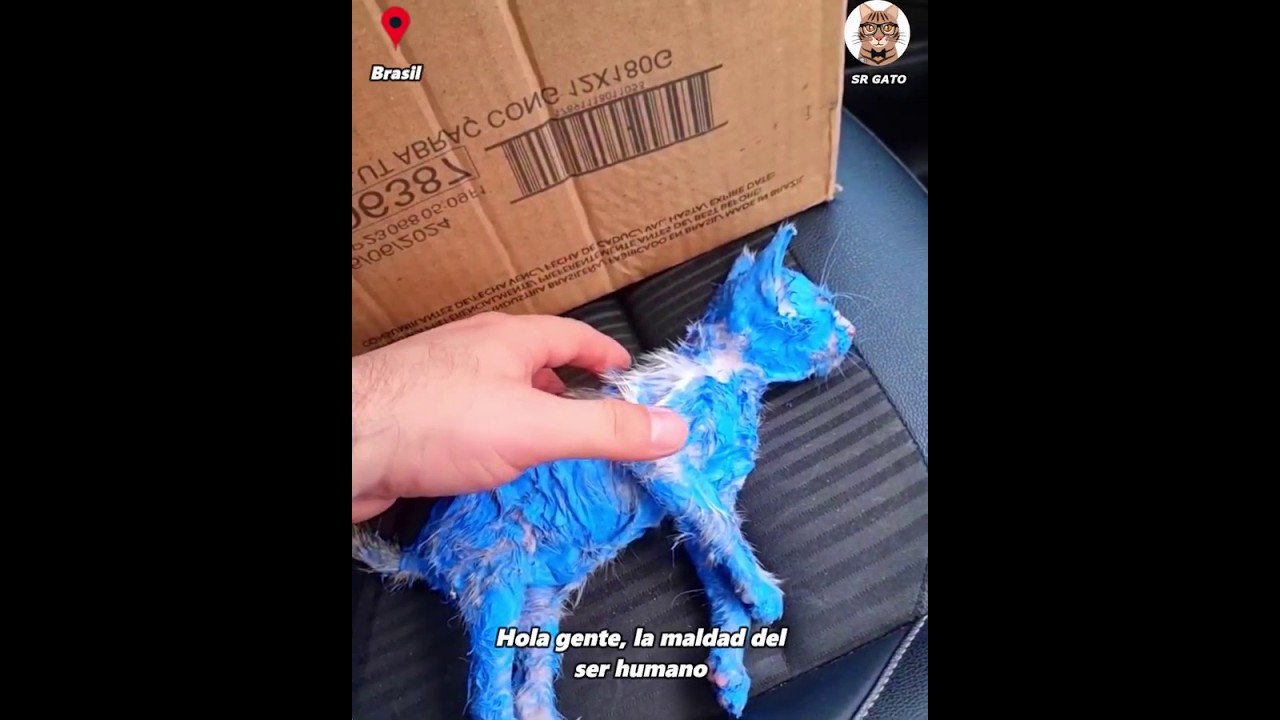 Gato rescatado y adoptado