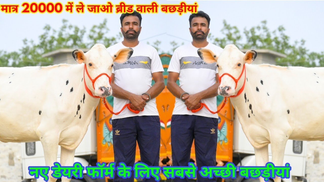 20000 से दाम शुरू!! 40 लीटर तक दूध वाली 20 बछड़ीयां बिकाऊ। High level Breeded Heifers for sale