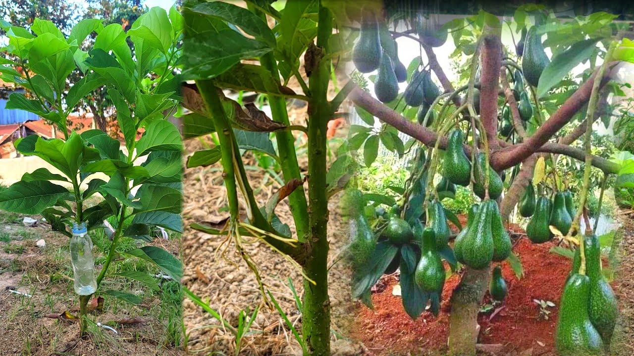 New method of strengthening the air layer with water on the avocado