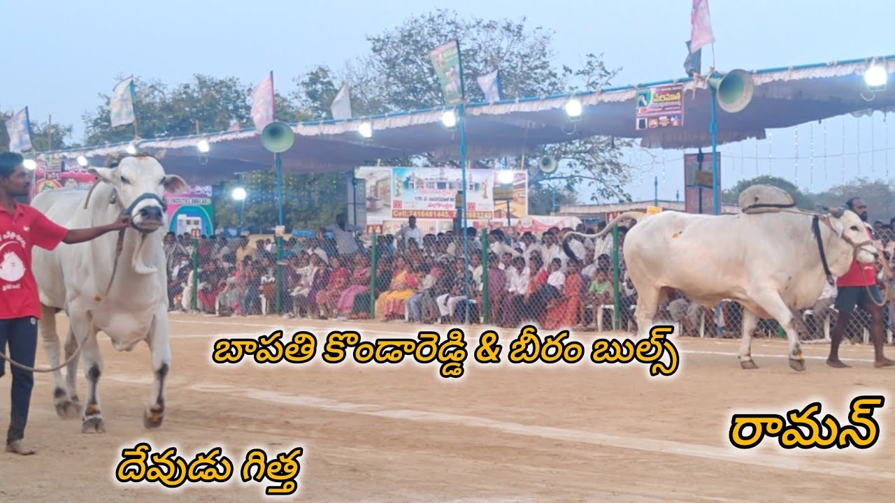 రెంటచింతల సీనియర్స్ 11వ.బీరం బుల్స్  కొత్తూరు కంబైన్డ్ బాపతి కొండారెడ్డి (🐅రామన్ & దేవుడు గిత్త🐅)