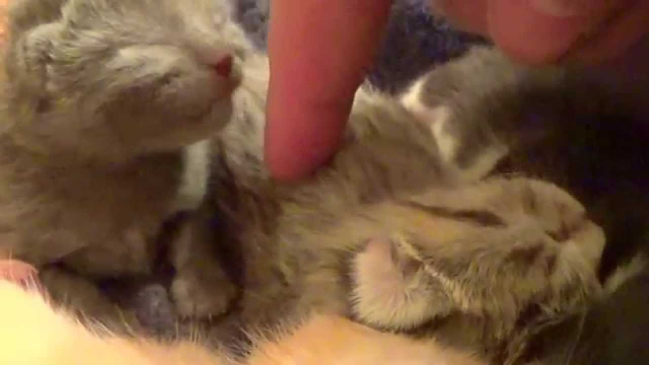 Newborn Kittens Hissing At Us! 3 Days Old Litter #7 ~Tabitha & Bullet Hiss