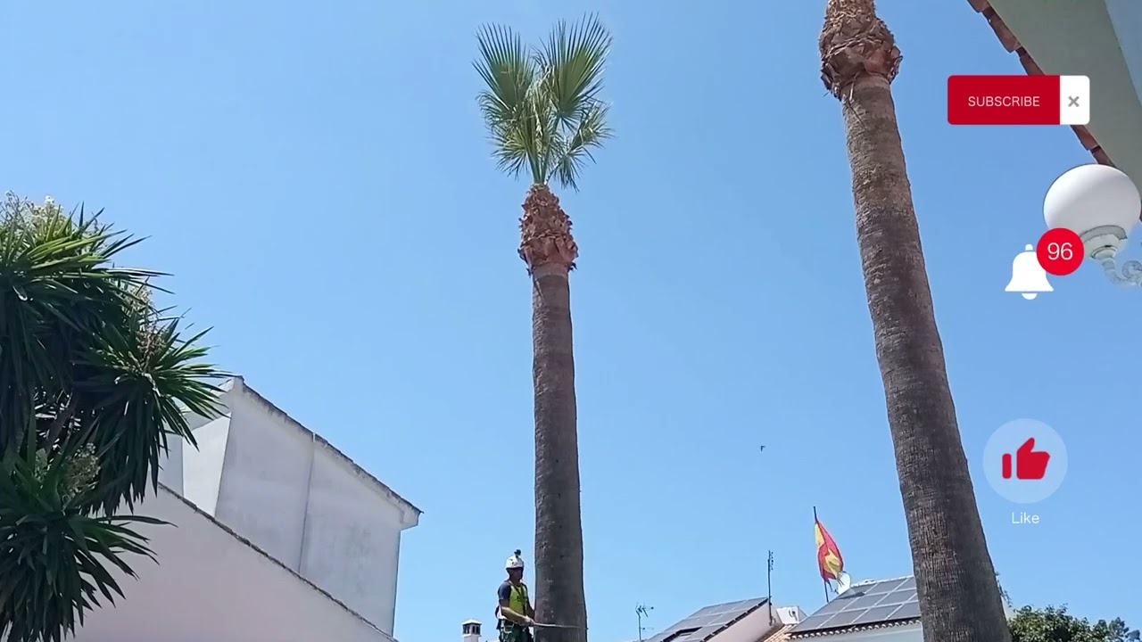 Vídeo Resumen Poda de 4 Palmeras Washingtonias Altas