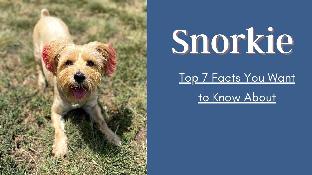 7 самых интересных фактов о снорке, которые вы хотели бы знать | Помесь миниатюрного шнауцера и й...