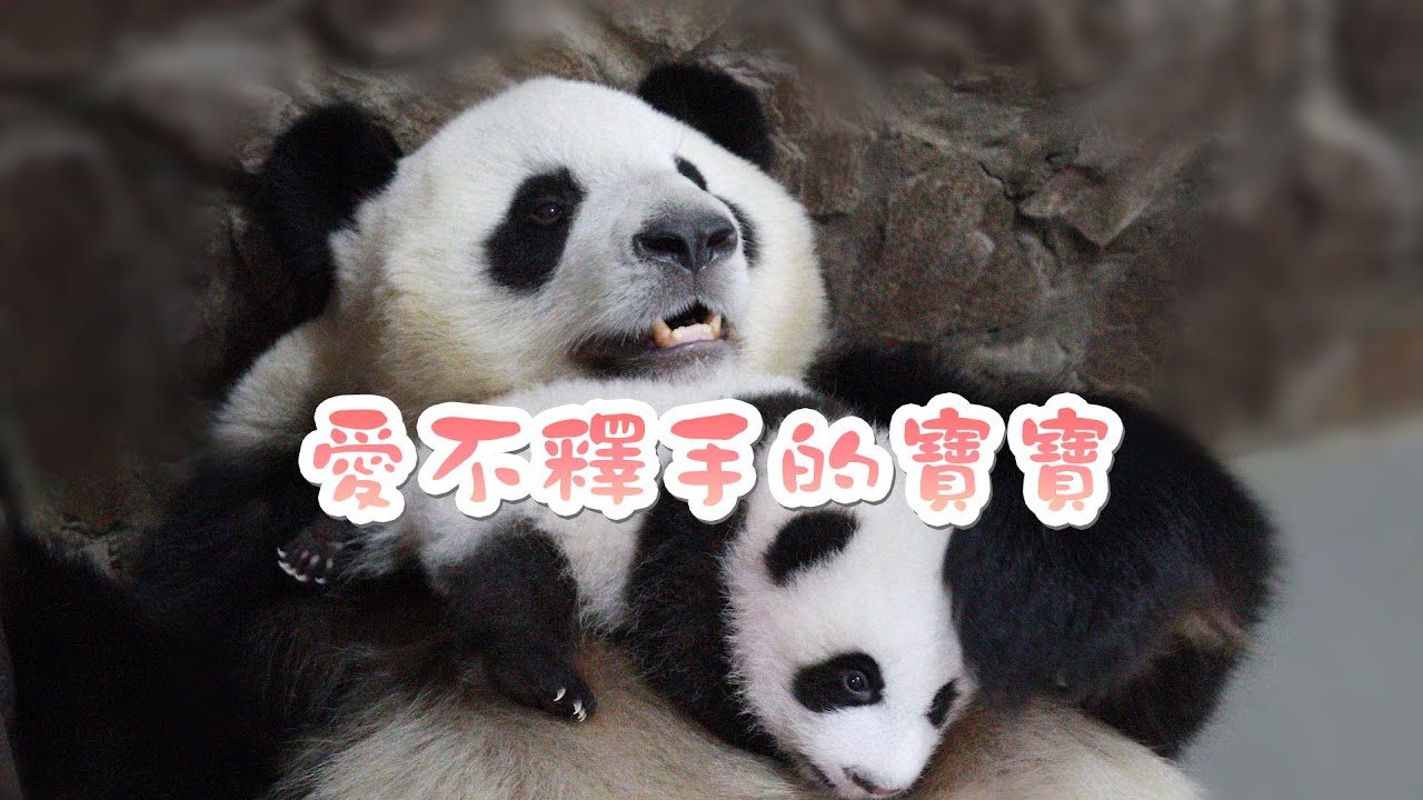 《熊貓主題趴》熊貓媽媽帶娃：一刻也不想撒手 | iPanda熊貓頻道