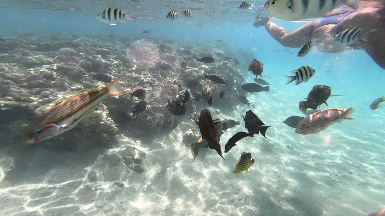 Marea Rosie   Rezervatia de corali  - Red Sea Coral Reservation