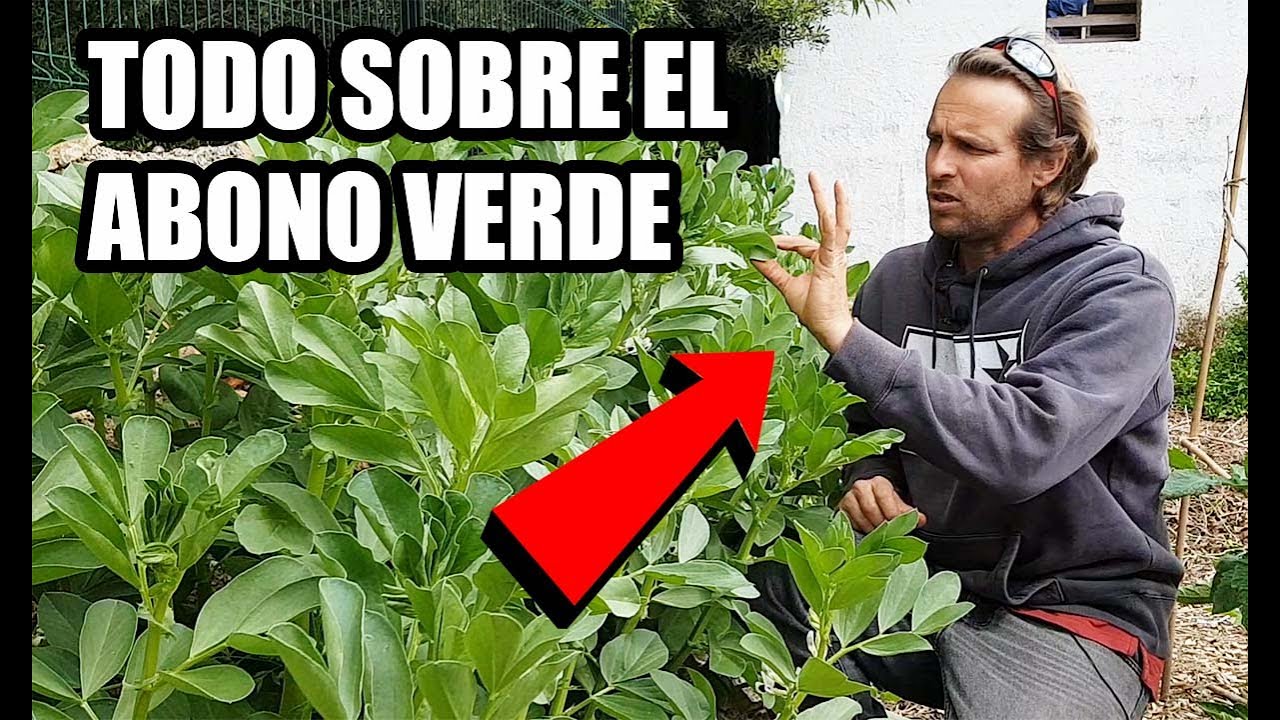 Por qué Sembrar ABONO VERDE y Como se Utiliza en el Huerto Ecológico 🌿 