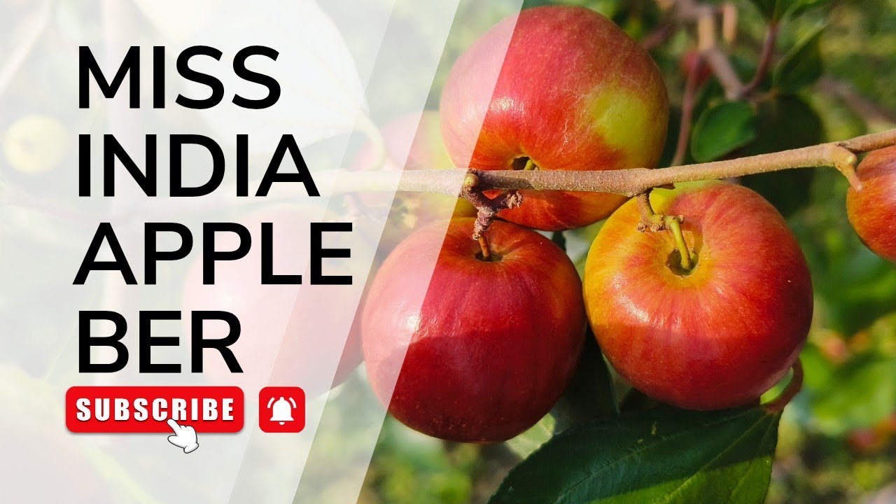 Apple Ber Farming Explained by Miss India | High Profit Fruit Farming