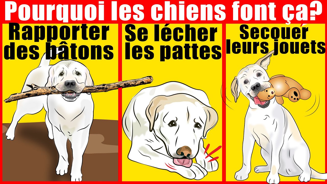 10 comportements étranges de chiens expliqués | Incroyablement Top