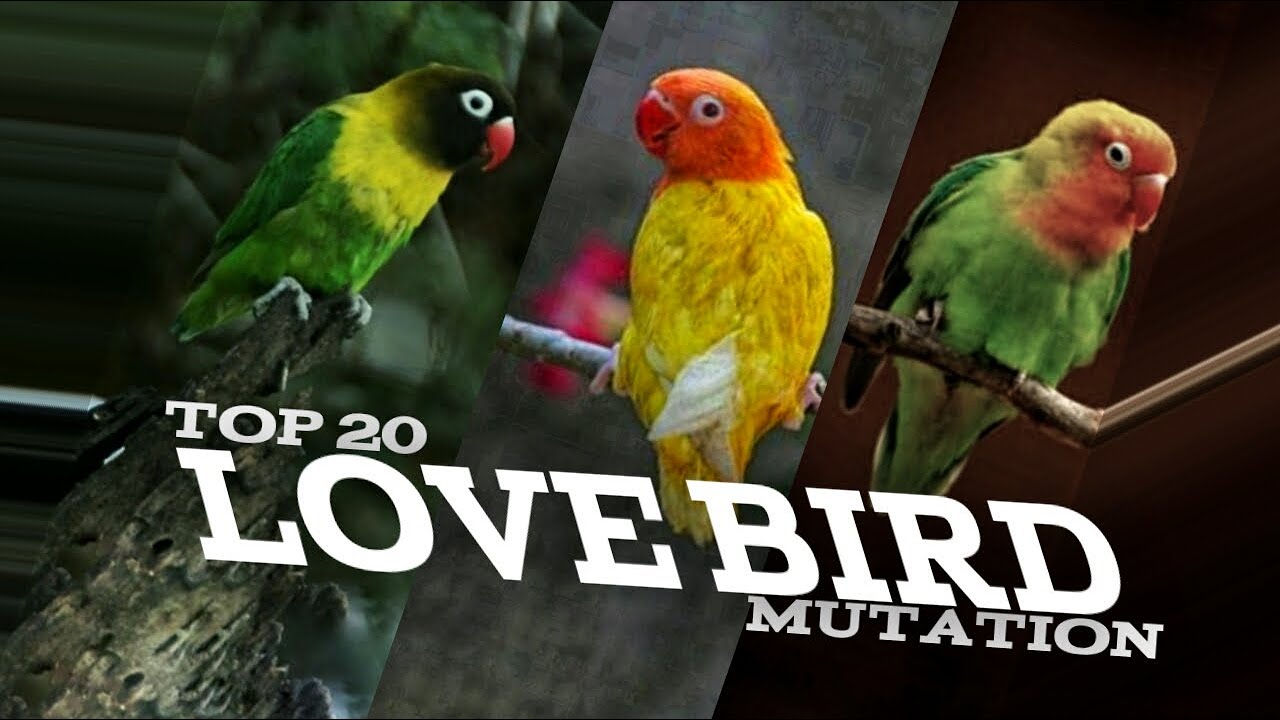 Top 20 Lovebird Mutation